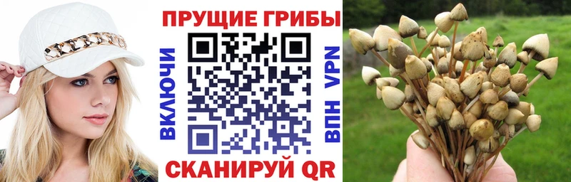 где купить Кисловодск darknet как зайти Галлюциногенные грибы GOLDEN TEACHER